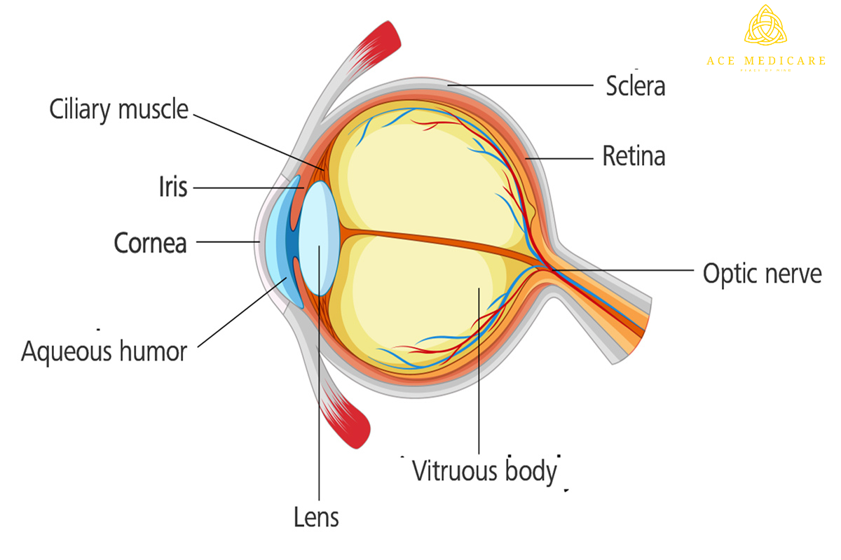 Exploring Surgical Options for Glaucoma Treatment: Pros and Cons